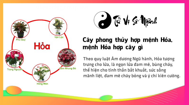 Cây phong thủy hợp mệnh Hỏa, mệnh Hỏa hợp cây gì