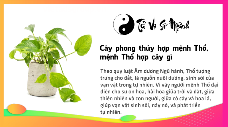 Cây phong thủy hợp mệnh Thổ, mệnh Thổ hợp cây gì