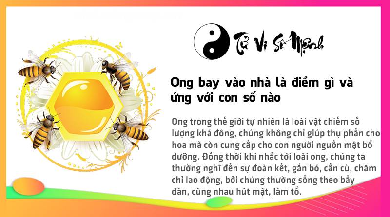 Ong bay vào nhà là điềm gì và ứng với con số nào