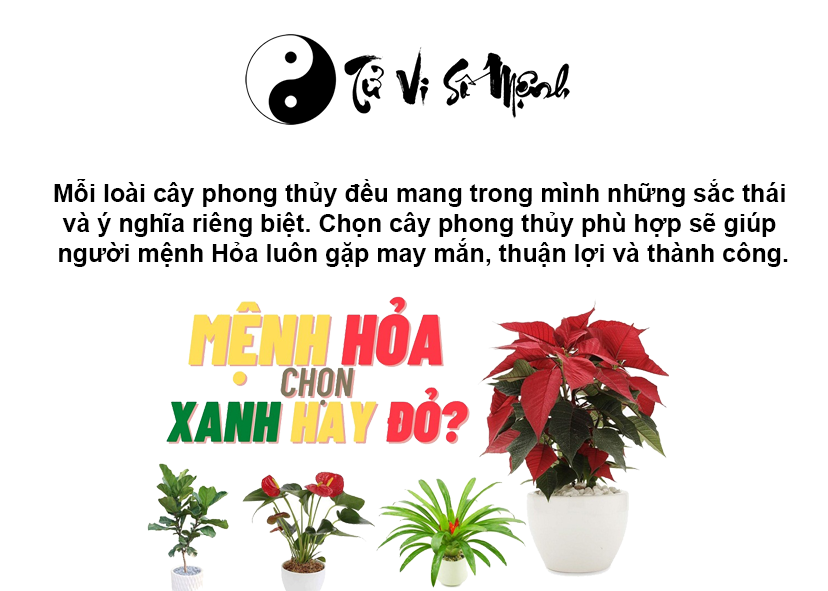 Cây phong thủy hợp mệnh Hỏa, mệnh Hỏa hợp cây gì