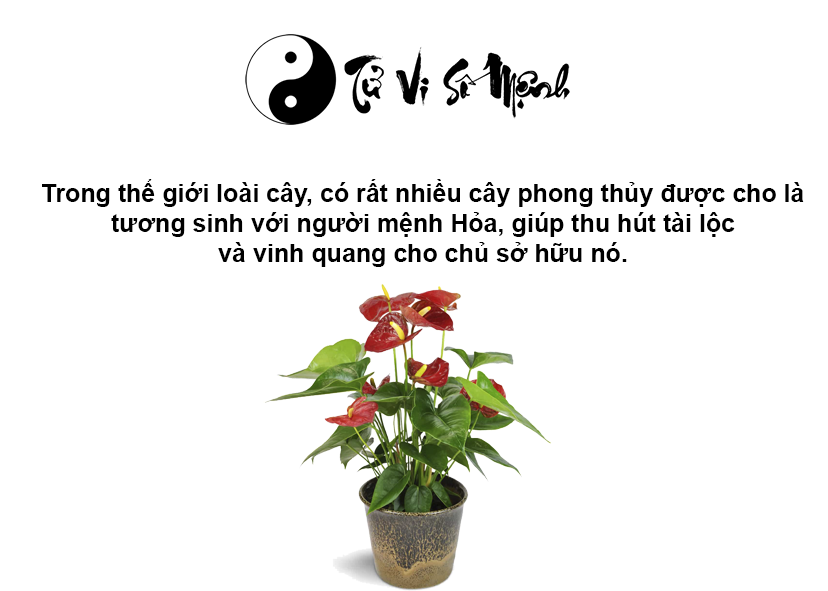 Cây phong thủy hợp mệnh Hỏa, mệnh Hỏa hợp cây gì