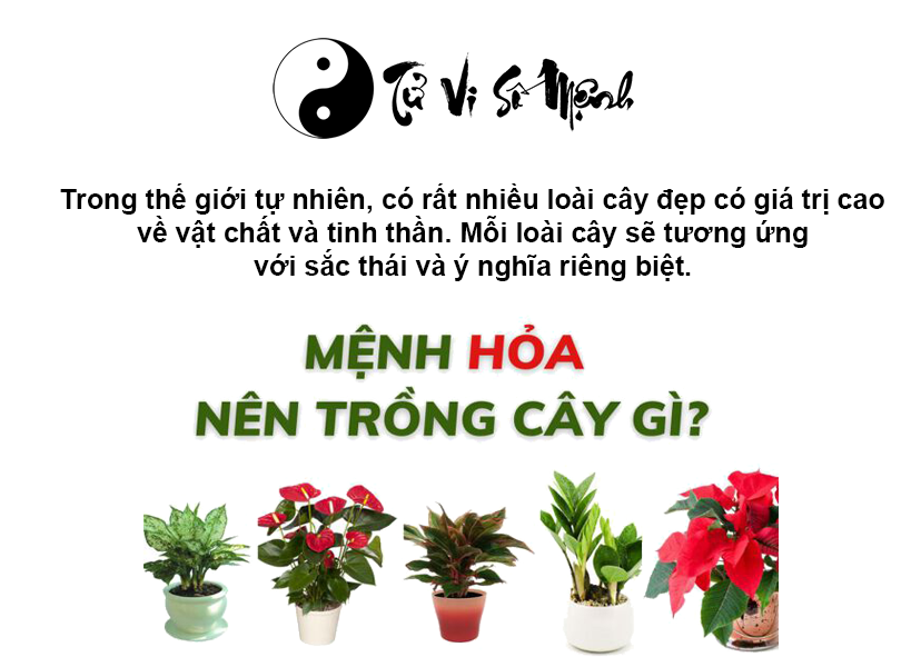 Cây phong thủy hợp mệnh Hỏa, mệnh Hỏa hợp cây gì