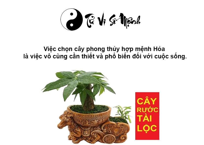 Cây phong thủy hợp mệnh Hỏa, mệnh Hỏa hợp cây gì