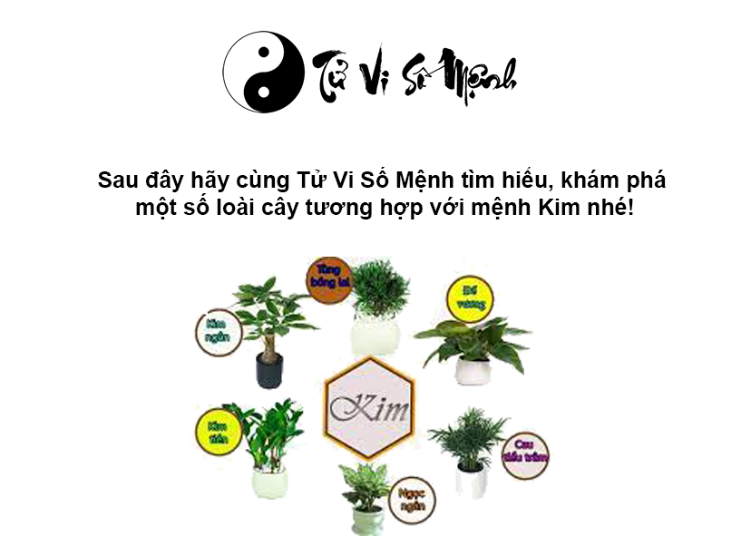 Cây phong thủy hợp mệnh Kim, mệnh Kim hợp cây gì