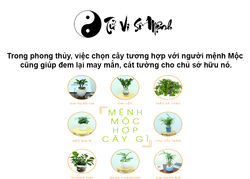 Cây phong thủy hợp mệnh Mộc, mệnh Mộc hợp cây gì