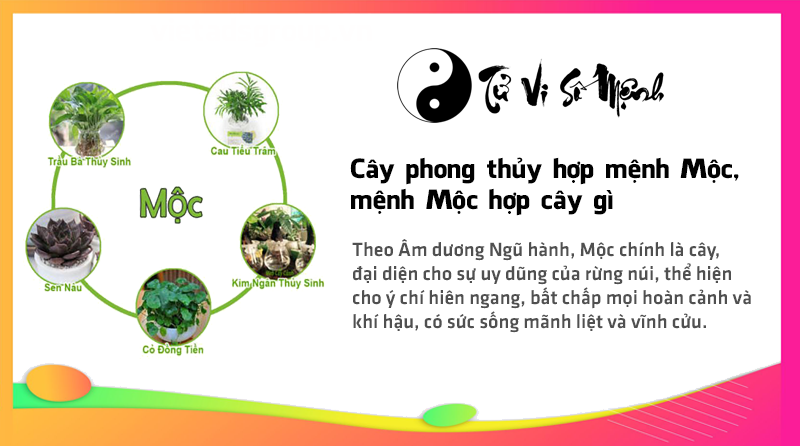 Cây phong thủy hợp mệnh Mộc, mệnh Mộc hợp cây gì