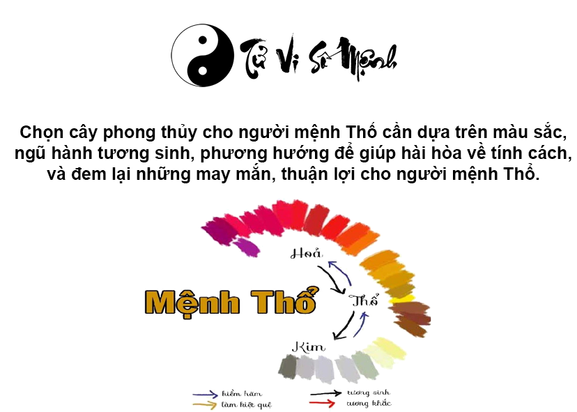 Cây phong thủy hợp mệnh Thổ, mệnh Thổ hợp cây gì