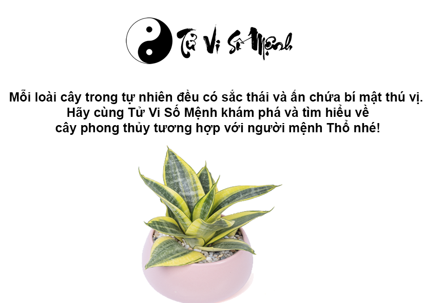 Cây phong thủy hợp mệnh Thổ, mệnh Thổ hợp cây gì