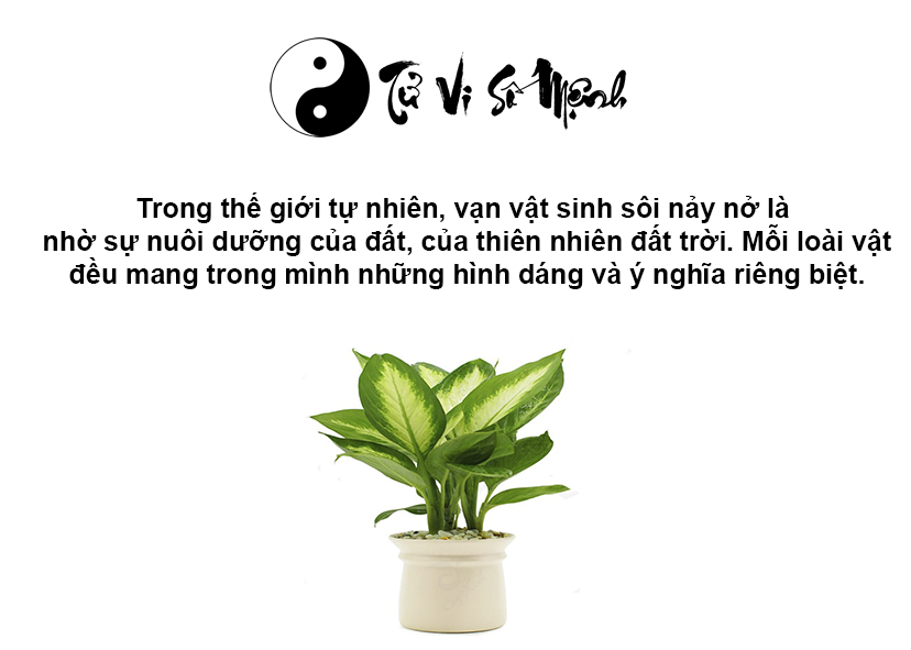 Cây phong thủy hợp mệnh Thổ, mệnh Thổ hợp cây gì