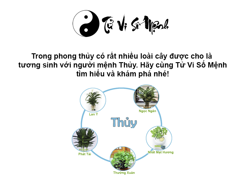 Cây phong thủy hợp mệnh Thủy, mệnh Thủy hợp cây gì