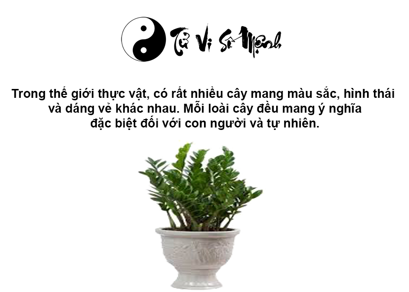 Cây phong thủy hợp mệnh Thủy, mệnh Thủy hợp cây gì