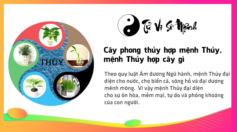 Cây phong thủy hợp mệnh Thủy, mệnh Thủy hợp cây gì