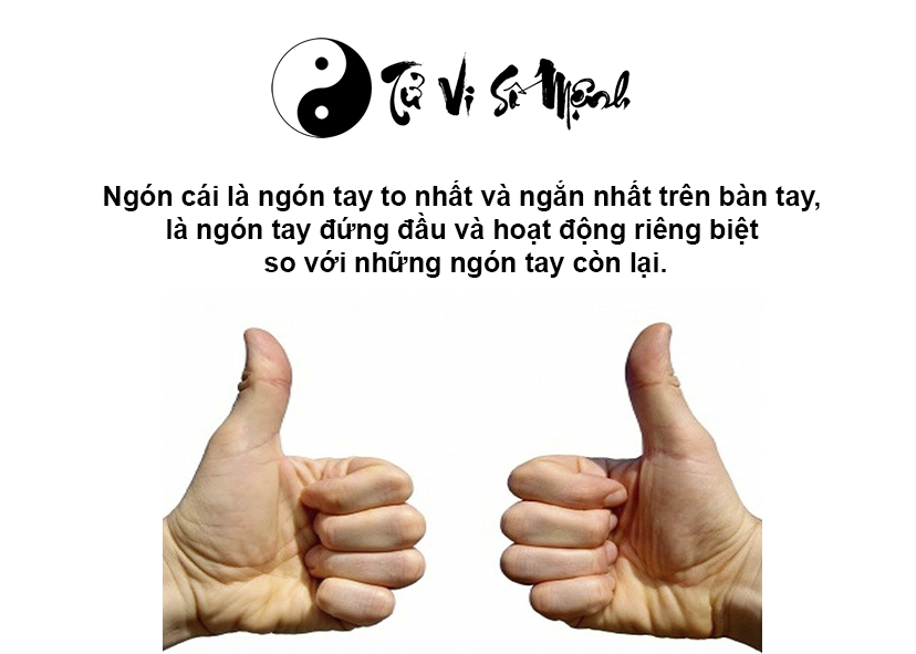 Xem ngón tay cái đoán vận mệnh tương lai