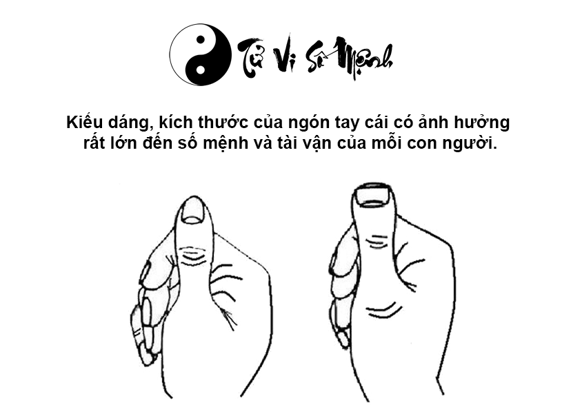 Xem ngón tay cái đoán vận mệnh tương lai