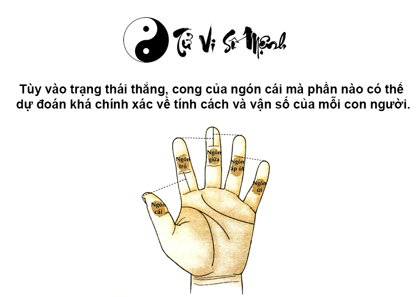 Xem ngón tay cái đoán vận mệnh tương lai
