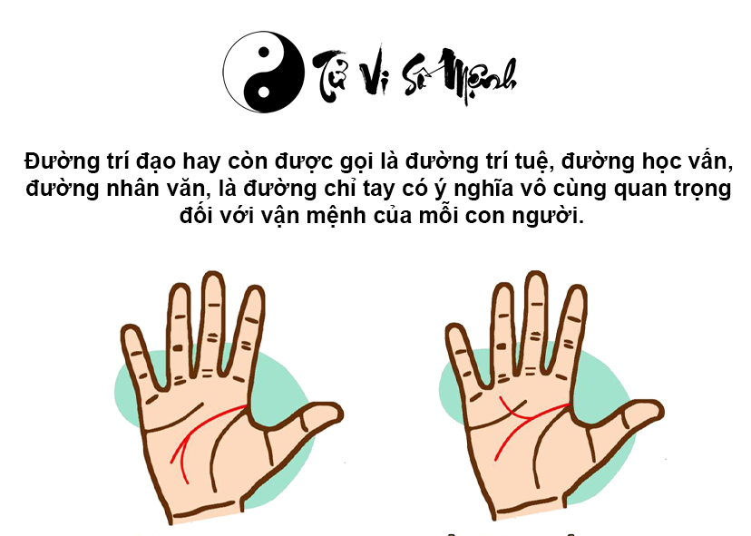 Xem đường chỉ tay trí đạo dự đoán vận số