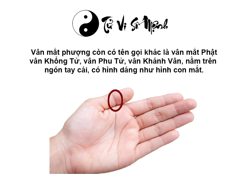 Vân mắt phượng trên ngón tay cái