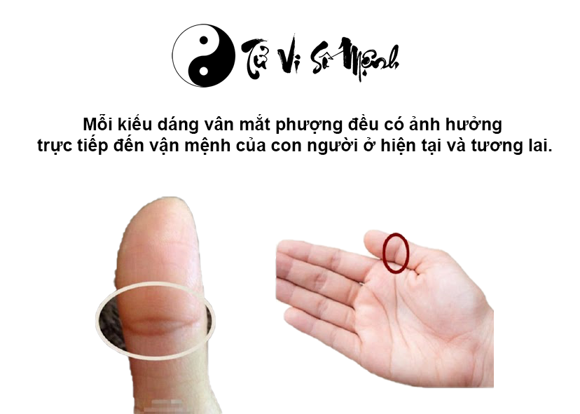 Vân mắt phượng trên ngón tay cái