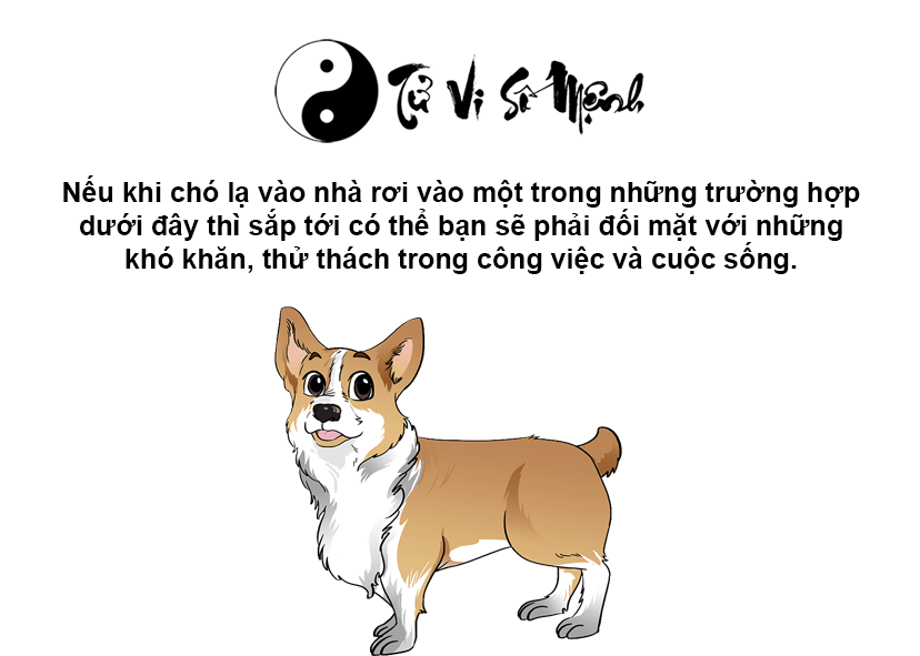 Giải mã hiện tượng chó lạ vào nhà và con số may mắn
