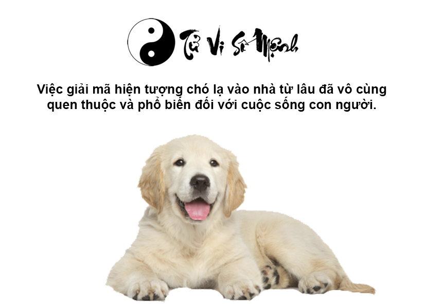 Giải mã hiện tượng chó lạ vào nhà và con số may mắn