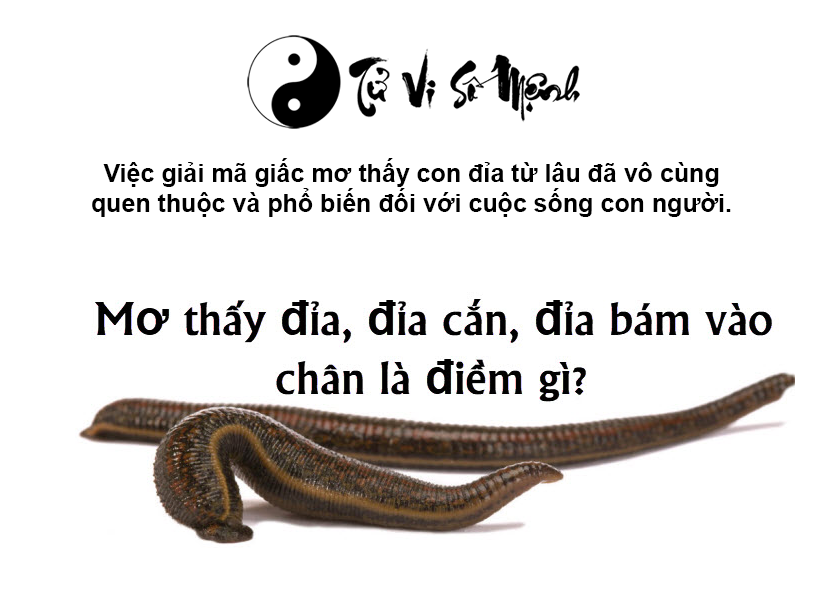 Giải mã giấc mơ thấy con đỉa và con số may mắn
