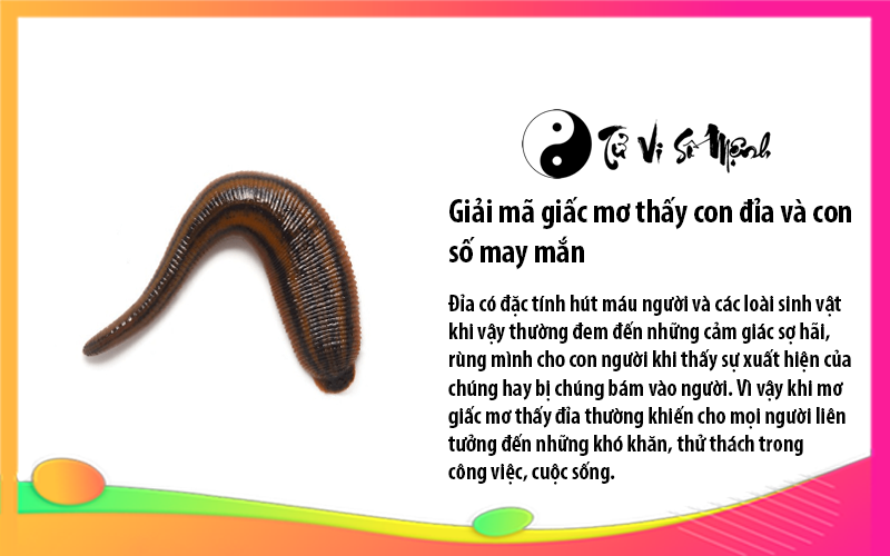 Giải mã giấc mơ thấy con đỉa và con số may mắn
