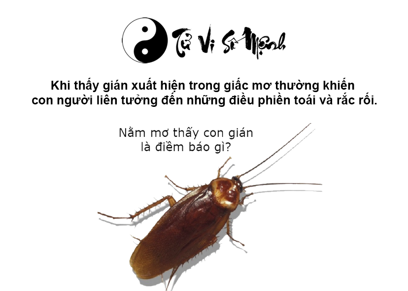 Giải mã giấc mơ thấy gián và con số may mắn