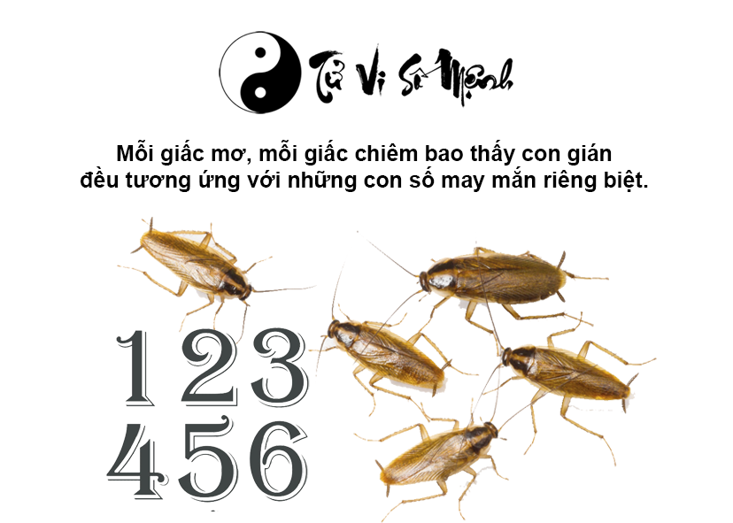 Giải mã giấc mơ thấy gián và con số may mắn