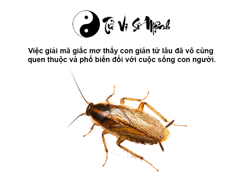 Giải mã giấc mơ thấy gián và con số may mắn