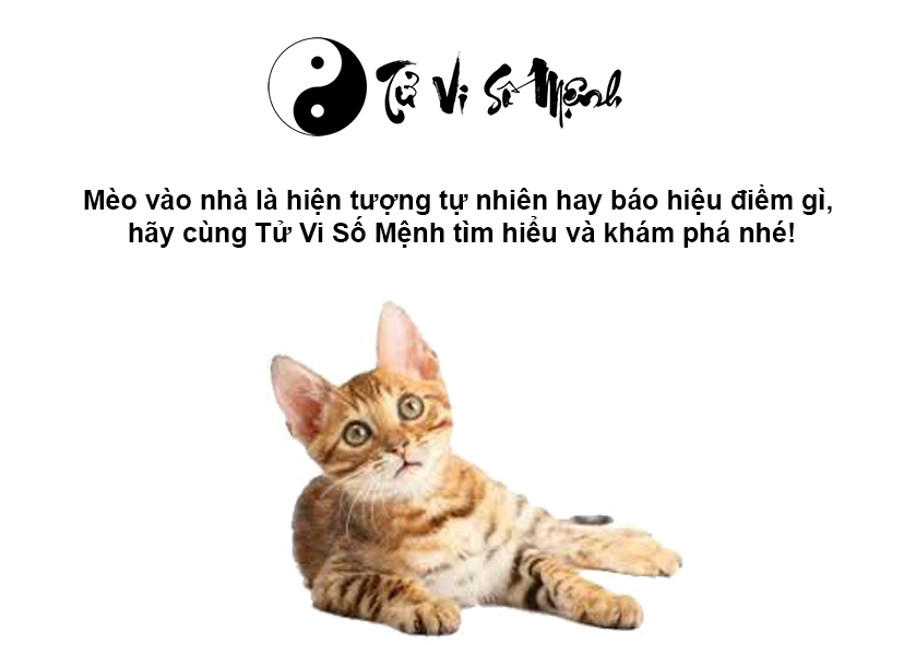 Mèo vào nhà là may hay rủi và con số may mắn