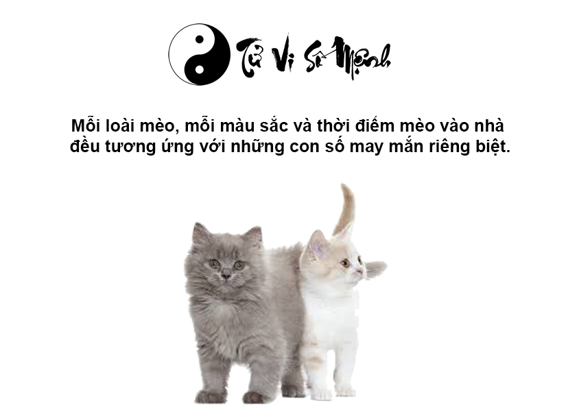 Mèo vào nhà là may hay rủi và con số may mắn