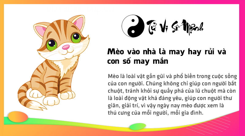 Mèo vào nhà là may hay rủi và con số may mắn