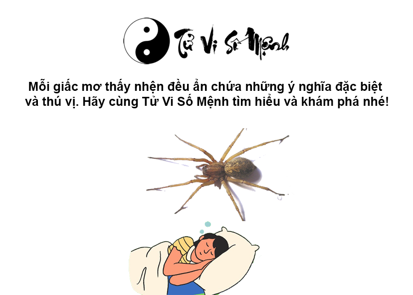 Nằm mơ thấy nhện là điềm báo gì và ứng với con số nào