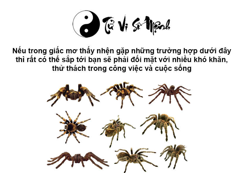 Nằm mơ thấy nhện là điềm báo gì và ứng với con số nào