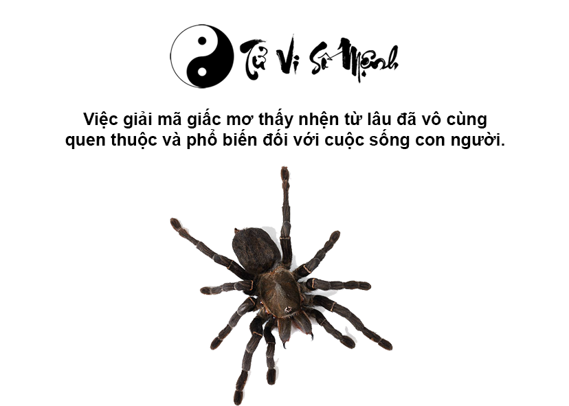 Nằm mơ thấy nhện là điềm báo gì và ứng với con số nào