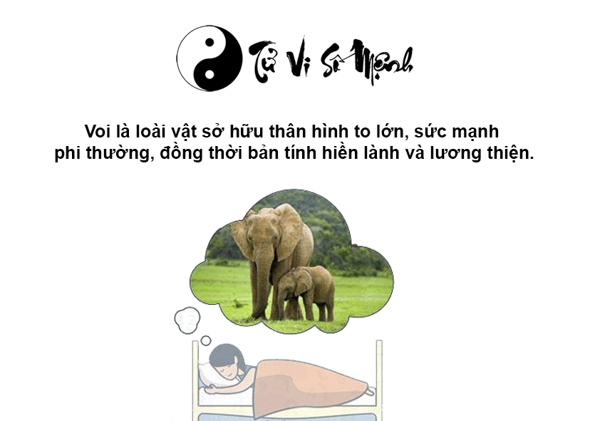 Mơ thấy voi là điềm báo gì và ứng với con số nào