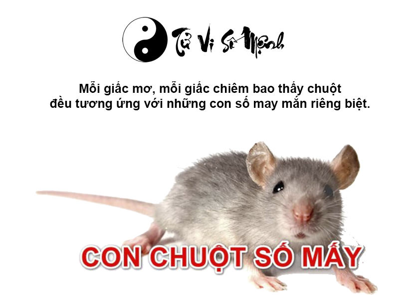 Giải mã giấc mơ thấy chuột và con số may mắn