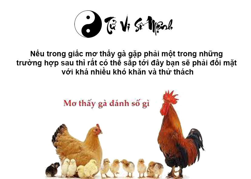Nằm mơ thấy gà là điềm báo gì và ứng với con số nào
