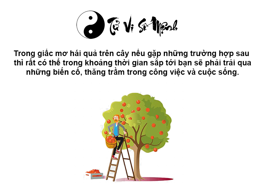 Nằm mơ h&aacute;i quả tr&ecirc;n c&acirc;y l&agrave; điềm g&igrave; v&agrave; con số tương ứng