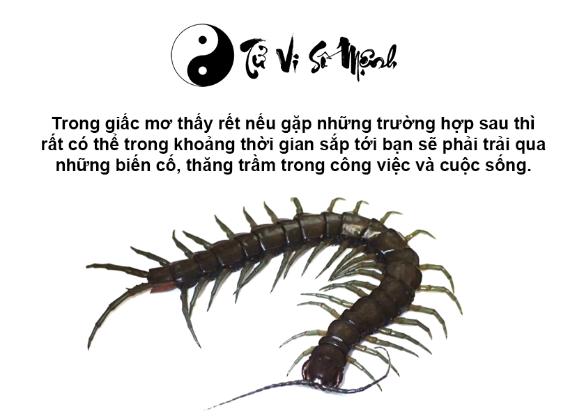 Nằm mơ thấy rết là điềm gì và con số may mắn tương ứng