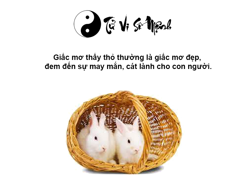 Nằm mơ thấy thỏ là điềm báo gì và ứng với con số nào
