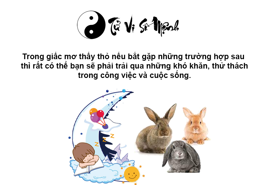 Nằm mơ thấy thỏ là điềm báo gì và ứng với con số nào