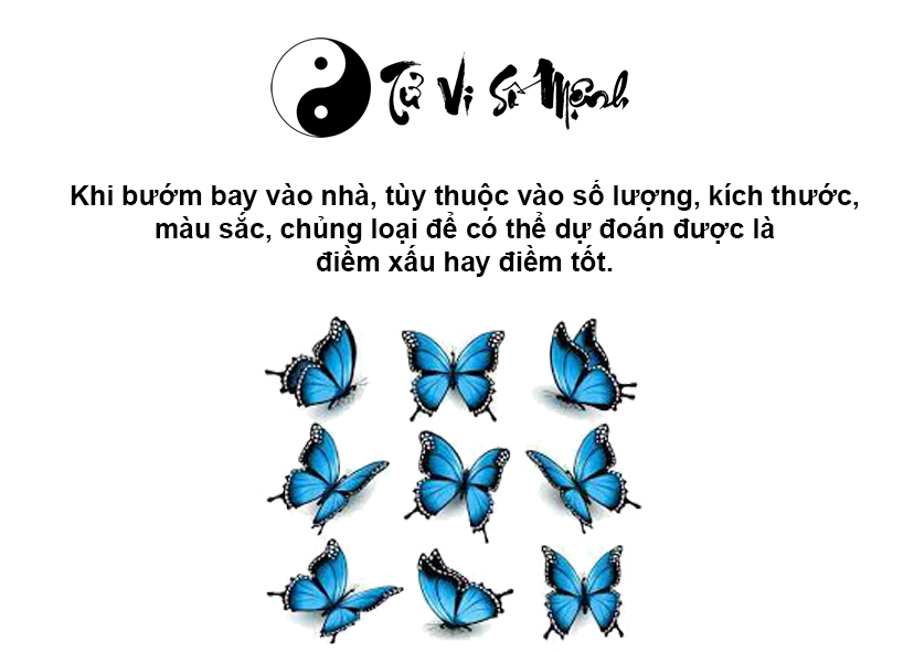 Bướm bay vào nhà là điềm gì và ứng với con số nào