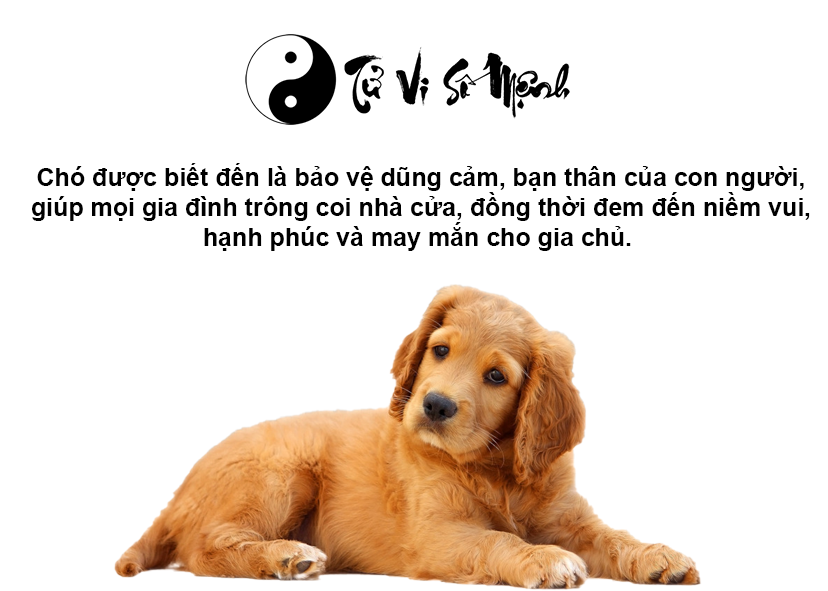 Giải mã điềm báo khi chó bị chết và con số tương ứng
