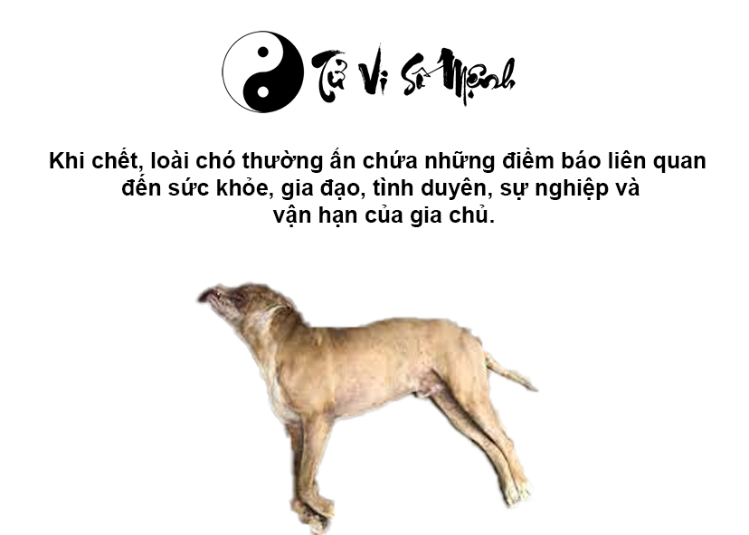 Giải mã điềm báo khi chó bị chết và con số tương ứng