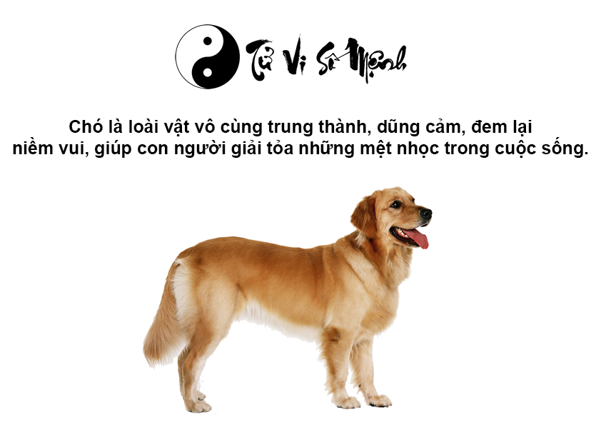 Giải mã điềm báo khi chó bị chết và con số tương ứng