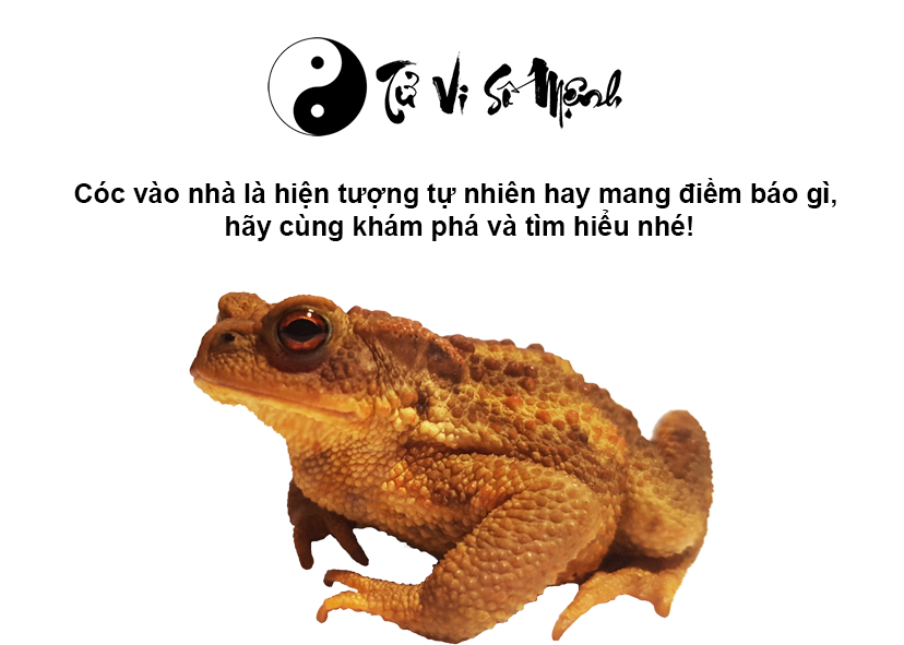 Cóc vào nhà là điềm gì và tương ứng với con số nào