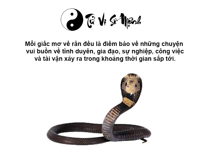 Mơ thấy rắn hổ mang là điềm báo gì và ứng với con số nào
