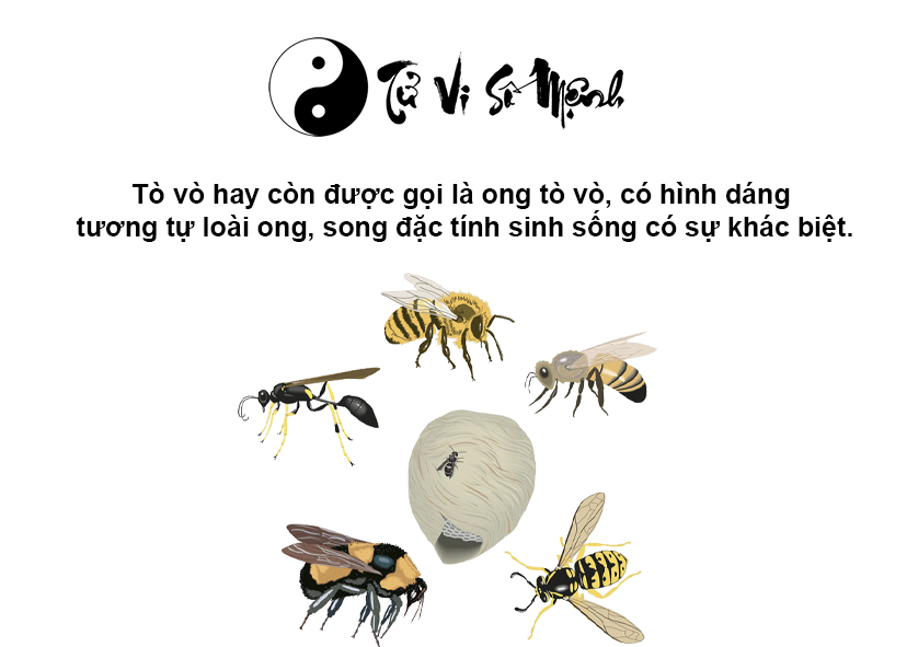 Tò vò làm tổ trong nhà là điềm gì và ứng với con số nào