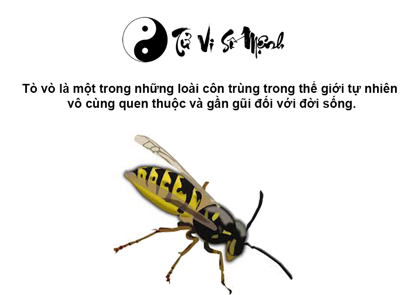 Tò vò làm tổ trong nhà là điềm gì và ứng với con số nào
